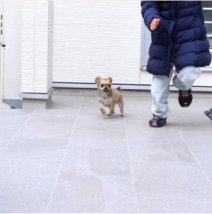 タイルテラスで遊ぶわんちゃん