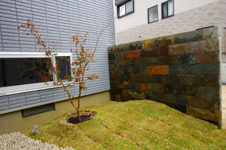 玄関、和室から見える坪庭。築山風の芝生、インパクトのある天然石の壁、イロハモミジでシンプルに纏めています。