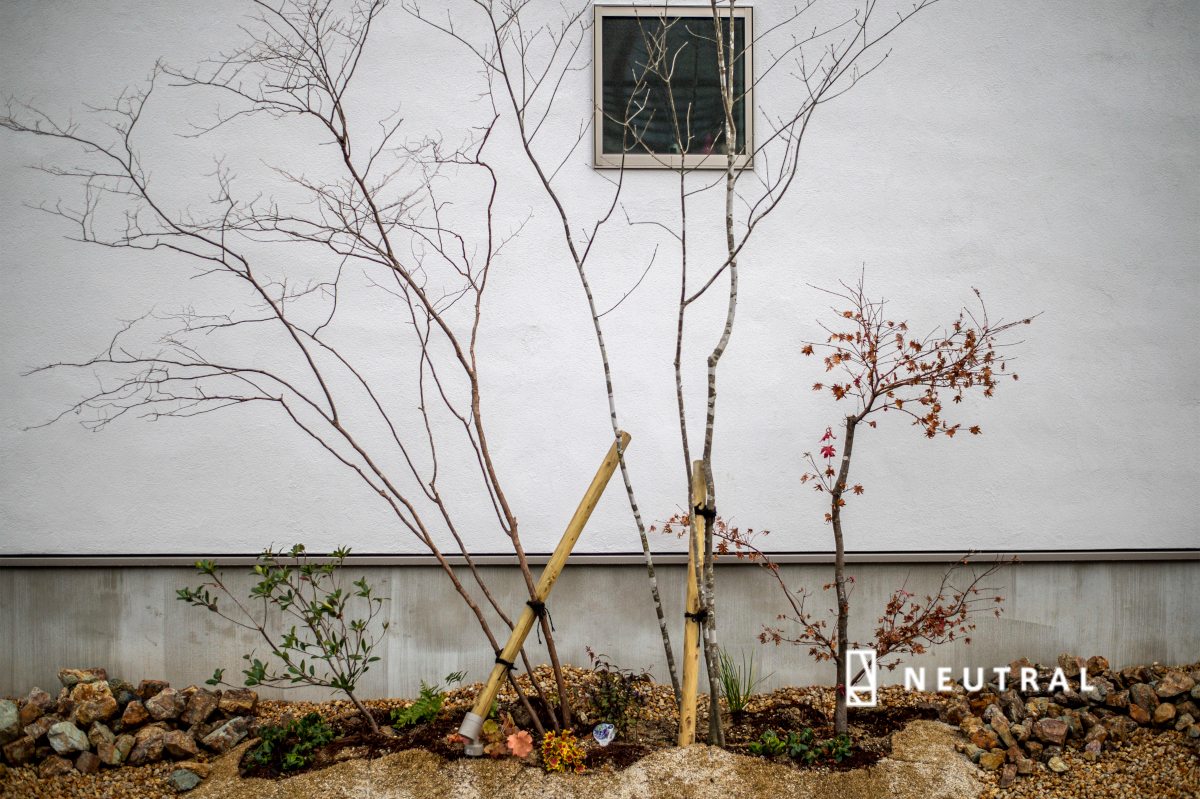 白い壁を背景に、この家のシンボルとして植えた雑木の植物。
